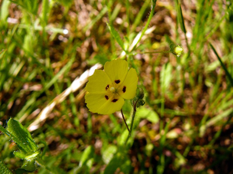 Hélianthème à gouttes 01